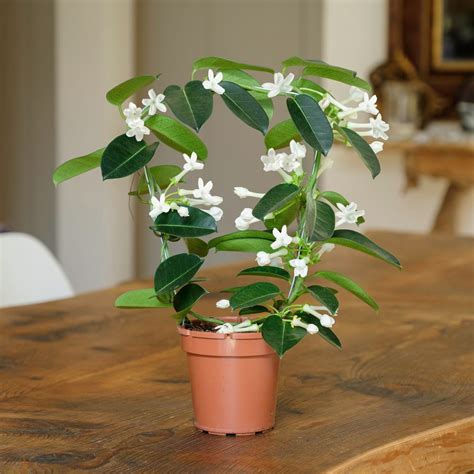 Stephanotis Collection .